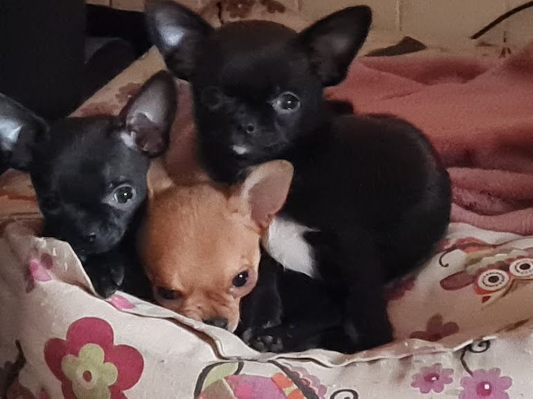 Des Brumes Du Lormant - Chiot disponible  - Chihuahua