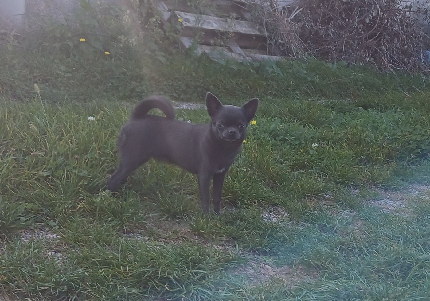 VIOLET GRANTHAM COUNTESS Des Brumes Du Lormant