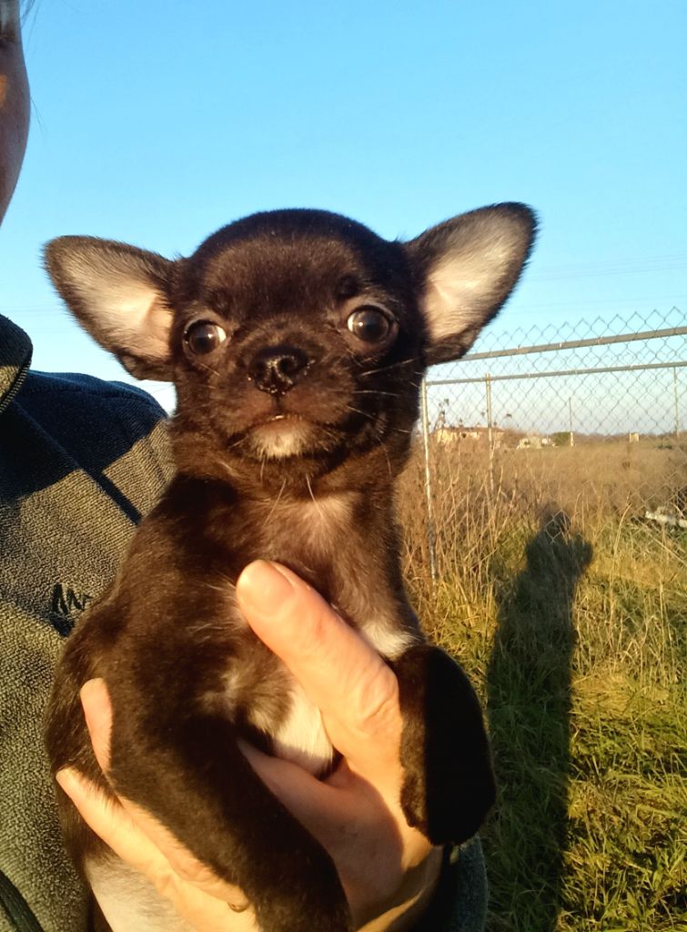 Chiot dispo à la réservation