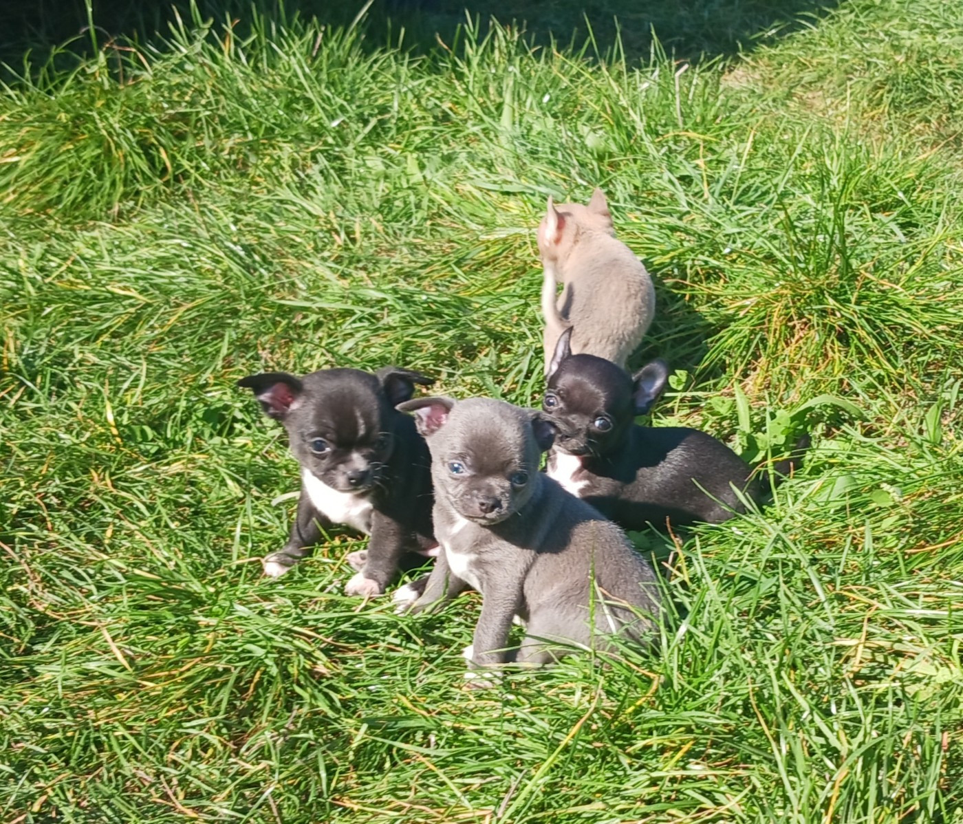 Des Brumes Du Lormant - Chihuahua - Portée née le 03/09/2025